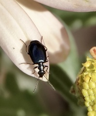 Lebia