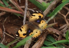 Junonia hierta