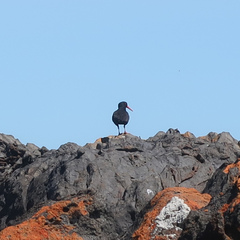 Haematopus fuliginosus
