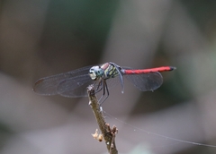Lathrecista asiatica