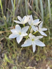 Leucocoryne ixioides