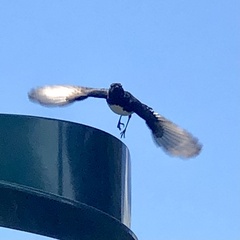 Rhipidura leucophrys leucophrys