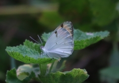 Colotis aurora
