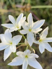 Leucocoryne ixioides