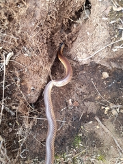 Suta nigriceps