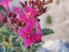 Penstemon petiolatus