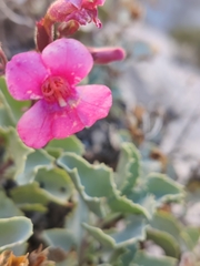 Penstemon petiolatus