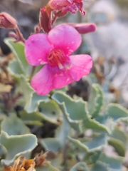 Penstemon petiolatus