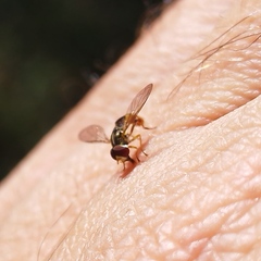 Syrphidae