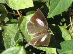 Curetis acuta paracuta