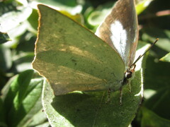 Curetis acuta paracuta