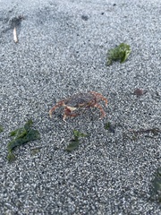 Metacarcinus gracilis