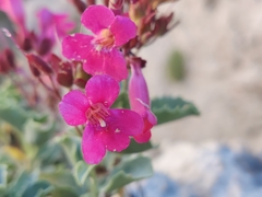 Penstemon petiolatus