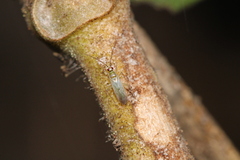 Engytatus modestus