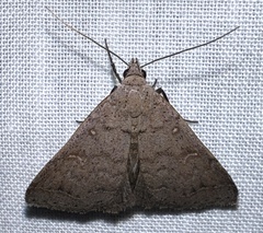 Bleptina caradrinalis