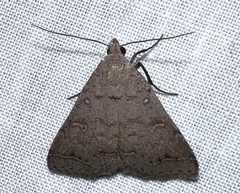 Bleptina caradrinalis