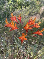 Alstroemeria ligtu