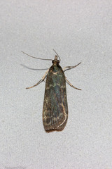 Eudonia cataxesta