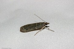Eudonia cataxesta