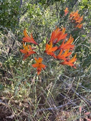 Alstroemeria ligtu