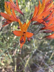 Alstroemeria ligtu