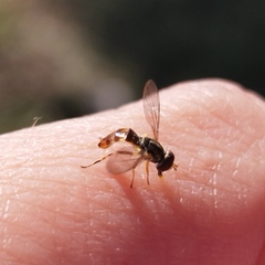 Syrphidae