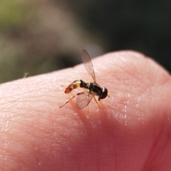 Syrphidae