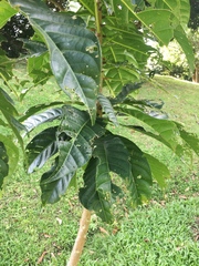 Barringtonia curranii