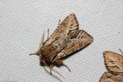 Ichneutica paracausta