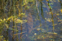 Lepisosteus platyrhincus
