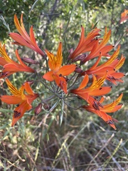 Alstroemeria ligtu