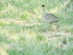 Nothoprocta cinerascens