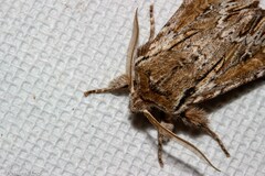 Ichneutica paracausta