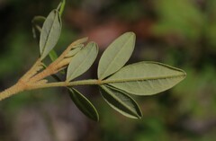 Boronia umbellata