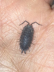 Holoverticata