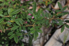 Boronia umbellata