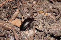 Calathus ruficollis