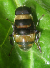 Phytomia