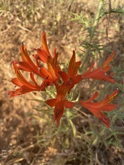 Alstroemeria ligtu