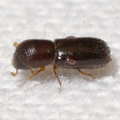 Xyleborinus saxesenii