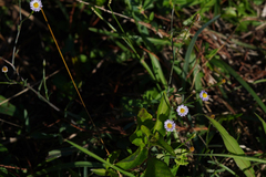 Symphyotrichum subulatum elongatum