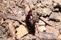 Calathus ruficollis