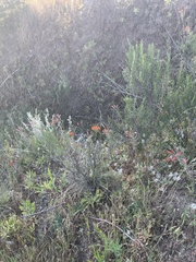 Alstroemeria ligtu