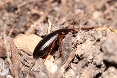 Calathus ruficollis