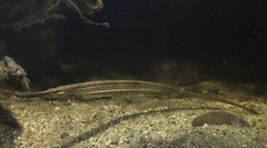 Microphis lineatus