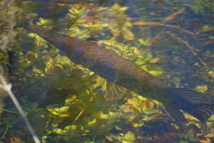 Lepisosteus platyrhincus