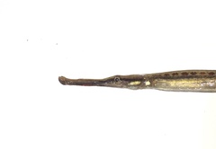 Microphis lineatus