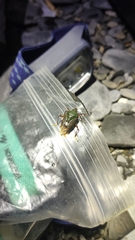 Eocanthecona formosa