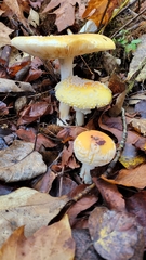 Amanita augusta