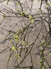 Eriogonum deserticola
